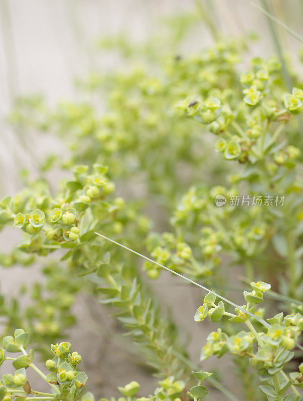 海潮(Euphorbia paralias)